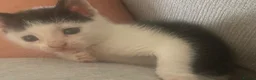 Mixed Breed cats for sale: 5 little kittens looking for there forever home - Advert 5