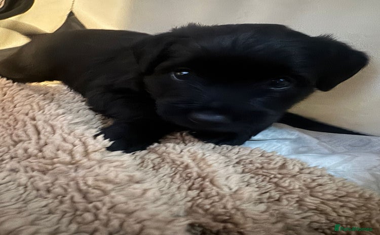 Patterdale Terrier dogs - Advert 2