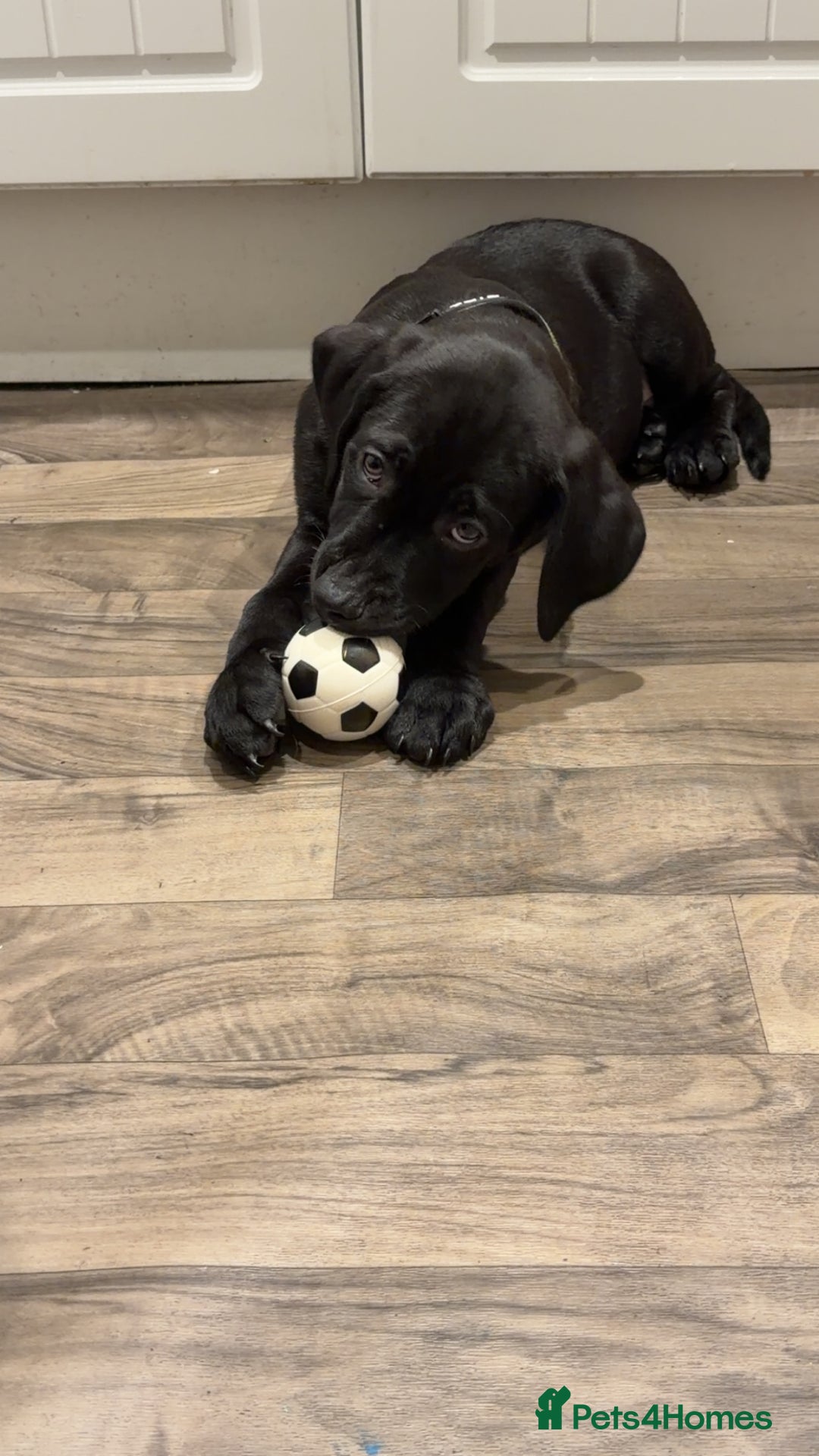 Mixed Breed dogs for sale: Weimaraner cross with Border Collie - Advert 3