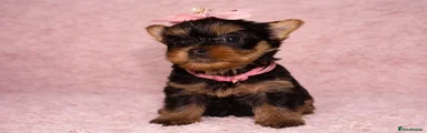 Girl Pink collar