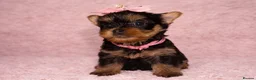 Yorkshire Terrier dogs for sale: True Mini Yorkie Puppies - Advert 19