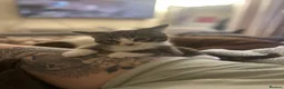 Mixed Breed cats for sale:     ✨ Stunning Longhair Kittens – Walter & Ted ✨  in Weston-super-Mare - Advert 3