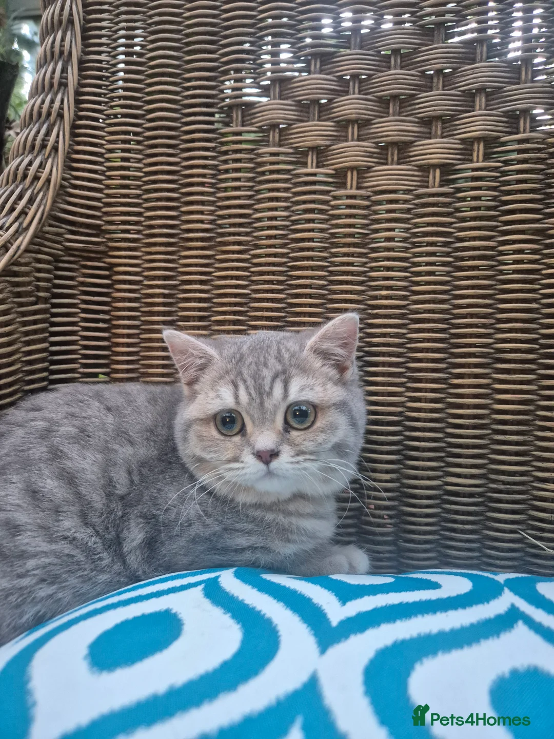 British Shorthair cats for sale: Stunning British shorthair kittens - Advert 1