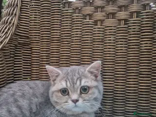 British Shorthair cats Stunning British shorthair kittens - Advert 2