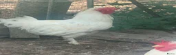 Mixed Breed livestock for sale: Chicks hens and roosters for sale  - Advert 3