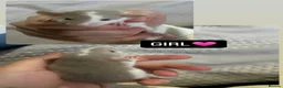 Rat rodents for sale: Baby Dumbo Rats  - Advert 8