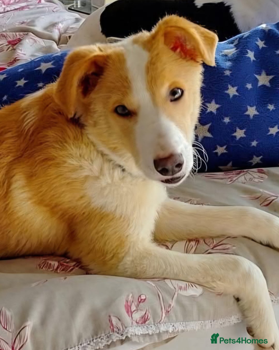 Mixed Breed dogs for sale: 🍯 HONEY 🍯IS LOOKING FOR A FOREVER HOME - Advert 1