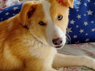 Mixed Breed dogs 🍯 HONEY 🍯IS LOOKING FOR A FOREVER HOME - Advert 2