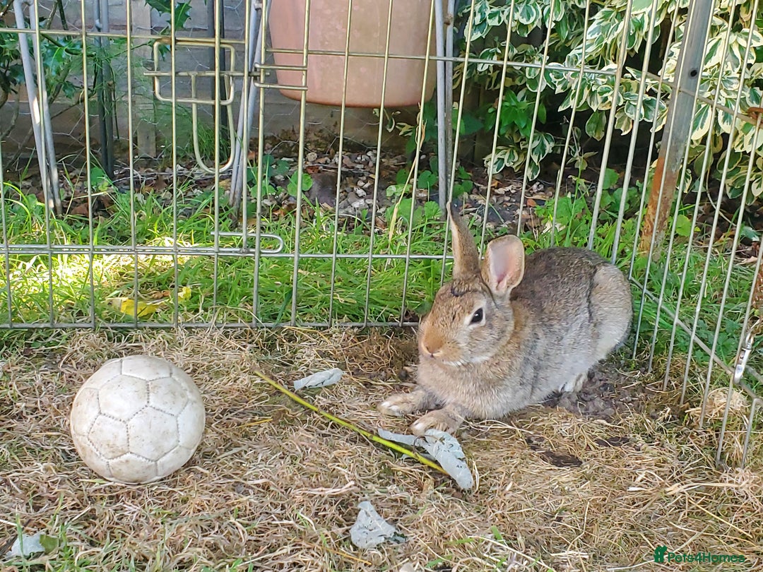 Netherland Dwarf rabbits for sale: Crumbles needs a loving home - Image 6
