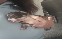 Mixed Breed dogs for sale: Mixed breed male pups - Image 6