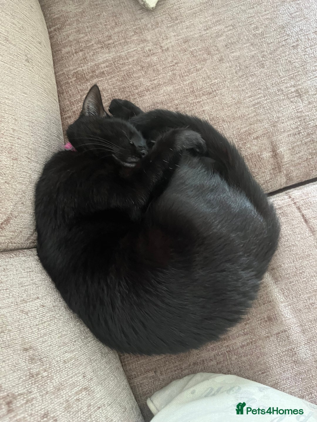 Domestic Shorthair cats for sale: Kiki looking for new home  - Image 3