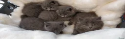 Russian Blue cats for sale: ABSOLUTELY BEAUTIFUL RUSSIAN BLUE KITTENS 8 WEEKS  - Advert 3