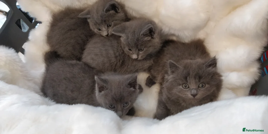 Russian Blue cats for sale: ABSOLUTELY BEAUTIFUL RUSSIAN BLUE KITTENS 8 WEEKS  - Advert 3