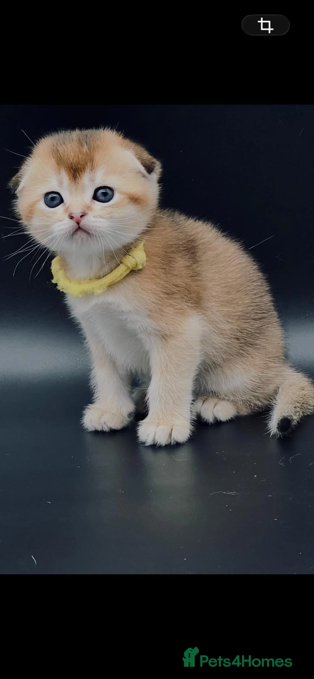 Scottish Fold cats for sale: Fully-vaccinated and TICA-registered Kittens  - Advert 1