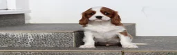 Cavalier King Charles Spaniel dogs for sale: Cavalier King Charles Spaniel puppy  - Advert 3