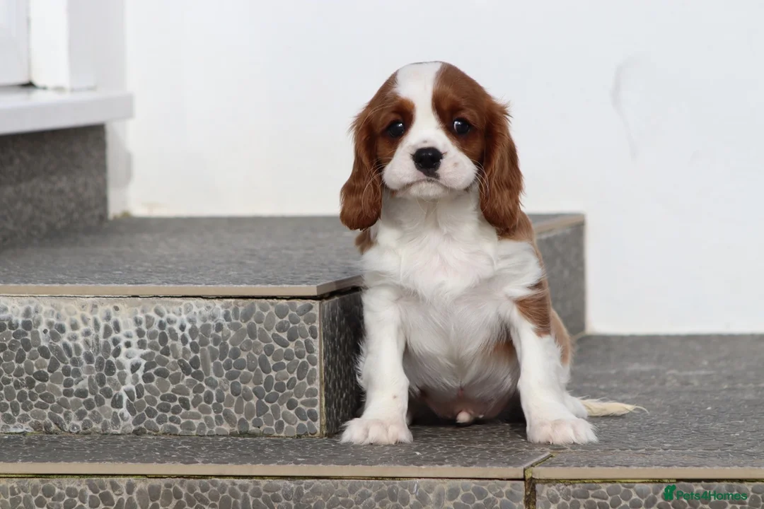Cavalier King Charles Spaniel dogs for sale: Cavalier King Charles Spaniel puppy  - Advert 3