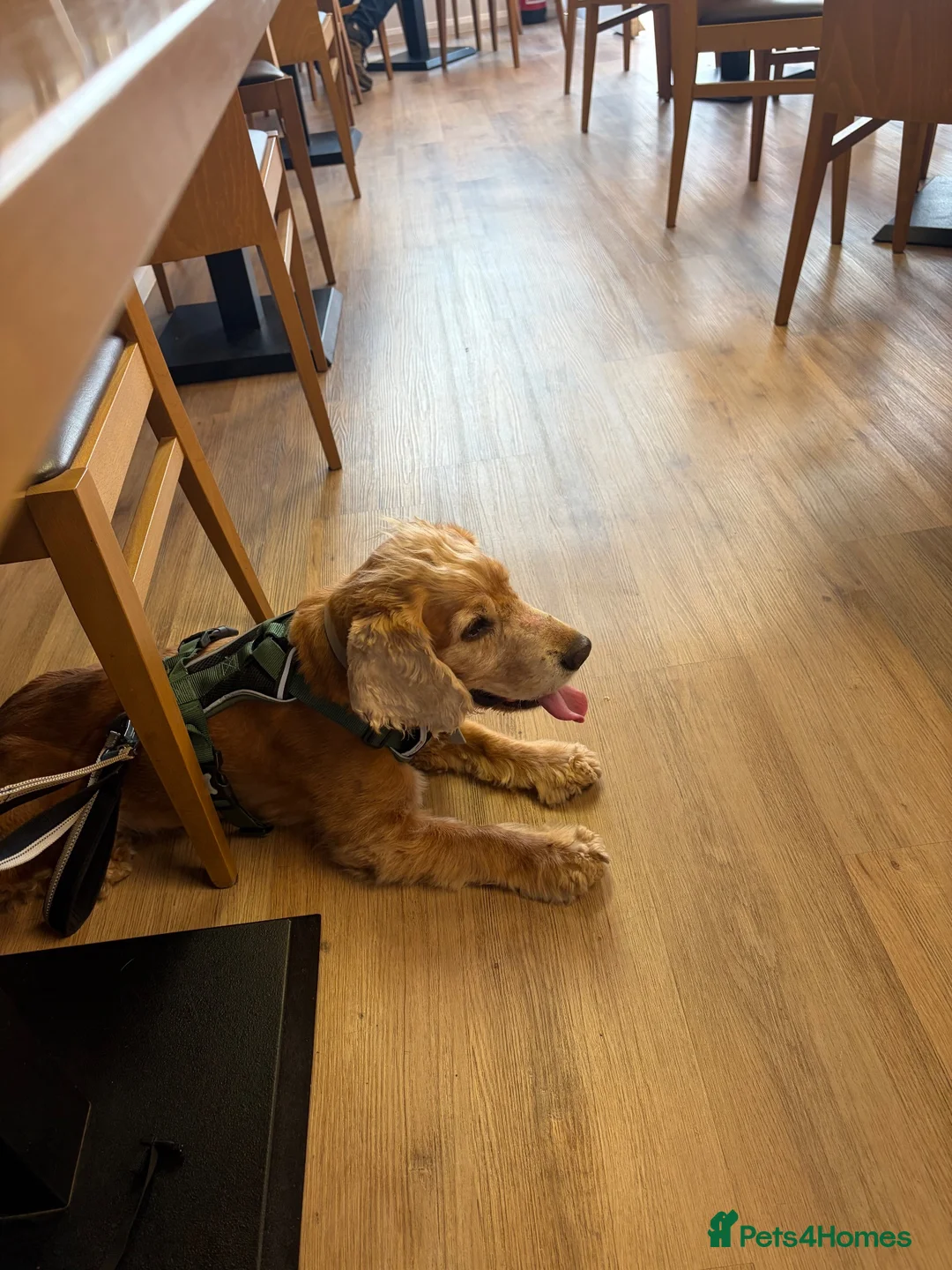 Cocker Spaniel dogs for sale: Stanley the spaniel in Hartlepool - Advert 2