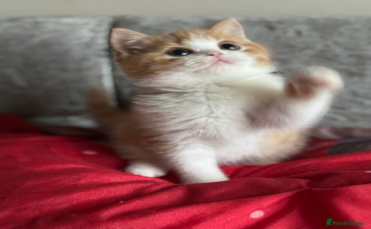 British Shorthair cats Tica reg red bi colour kitten boy (20 December ) - Advert 5