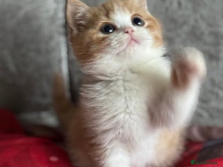 British Shorthair cats Tica reg red bi colour kitten boy (20 December ) - Advert 3