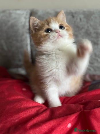 British Shorthair cats Tica reg red bi colour kitten boy (20 December ) - Advert 1