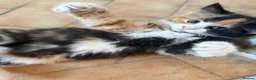 Mixed Breed cats for sale: These mixed breed kittens looking for loving homes in Bromley - Advert 2