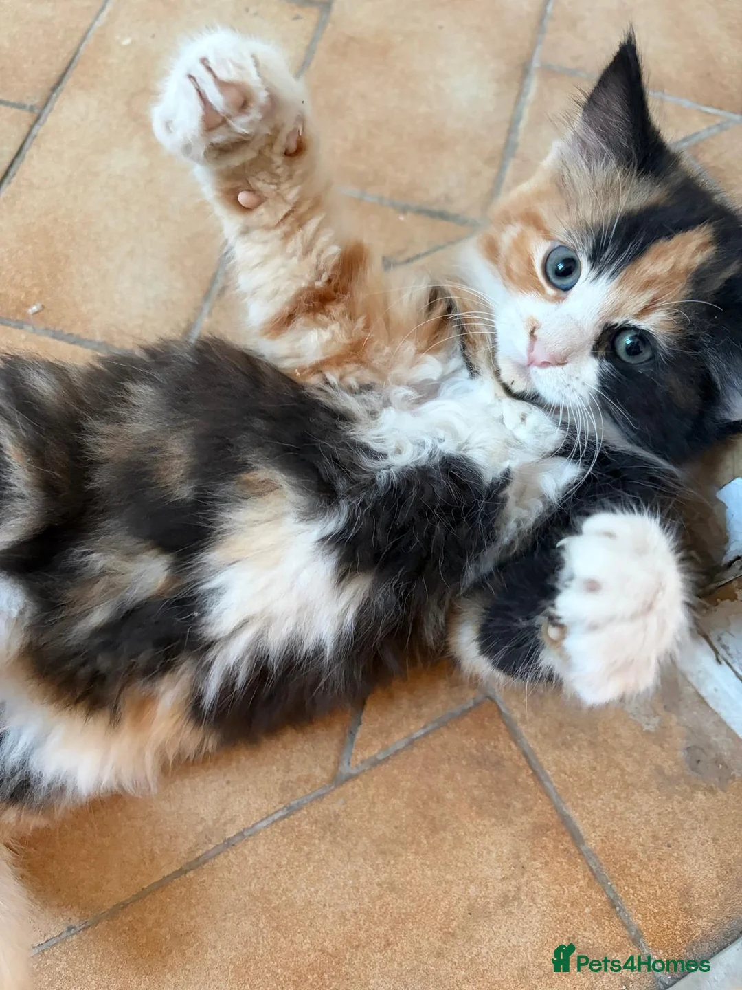 Mixed Breed cats for sale: These mixed breed kittens looking for loving homes in Bromley - Advert 2