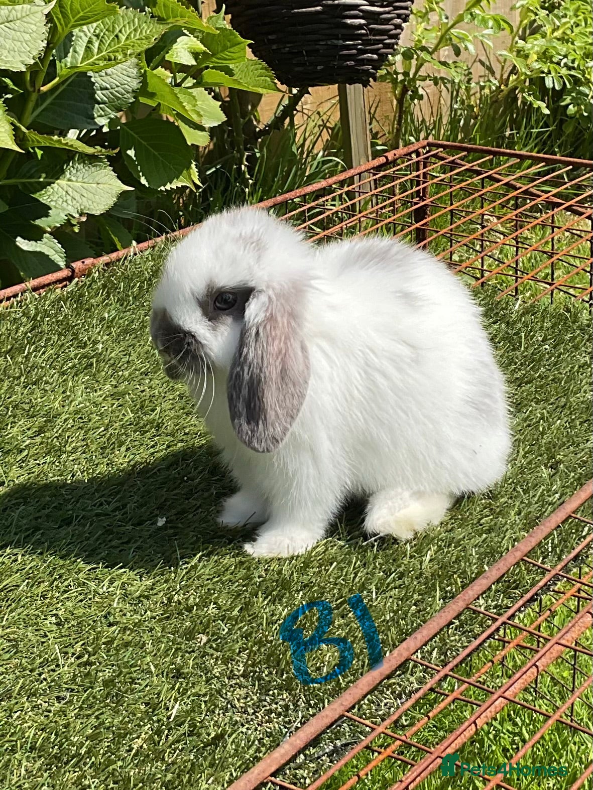 Mini Lop rabbits Pure bred mini lops baby Rabbits. - Advert 1