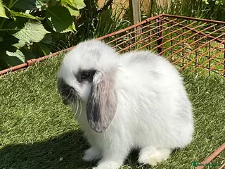 Mini Lop rabbits for sale: Pure bred mini lops baby Rabbits. - Advert 1