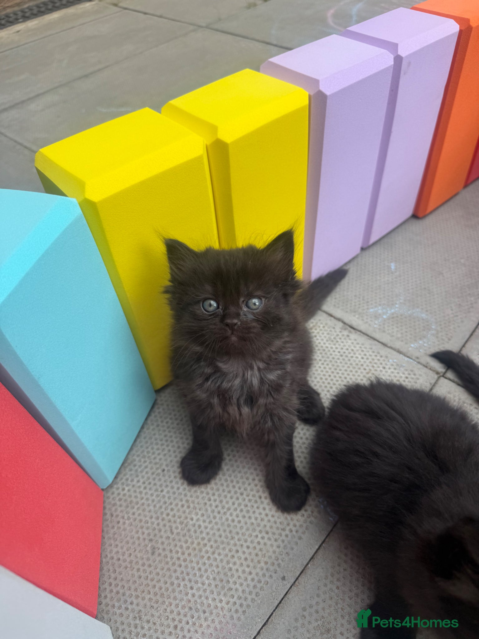 Ragdoll cats Ragdol X Maincoon black kittens - Advert 3
