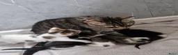 Mixed Breed cats for sale: Kittens ready for homes, tabby, white, black - Advert 7