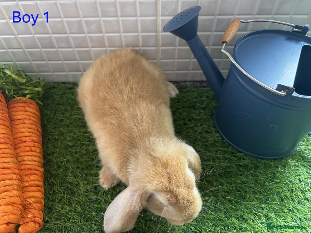 Mini Lop rabbits for sale: Mini lop baby bunnies - Ready now! - Image 6