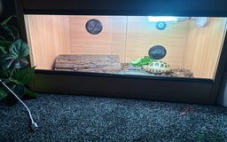 Tortoise reptiles for sale: Horsefield tortoise  - Image 2