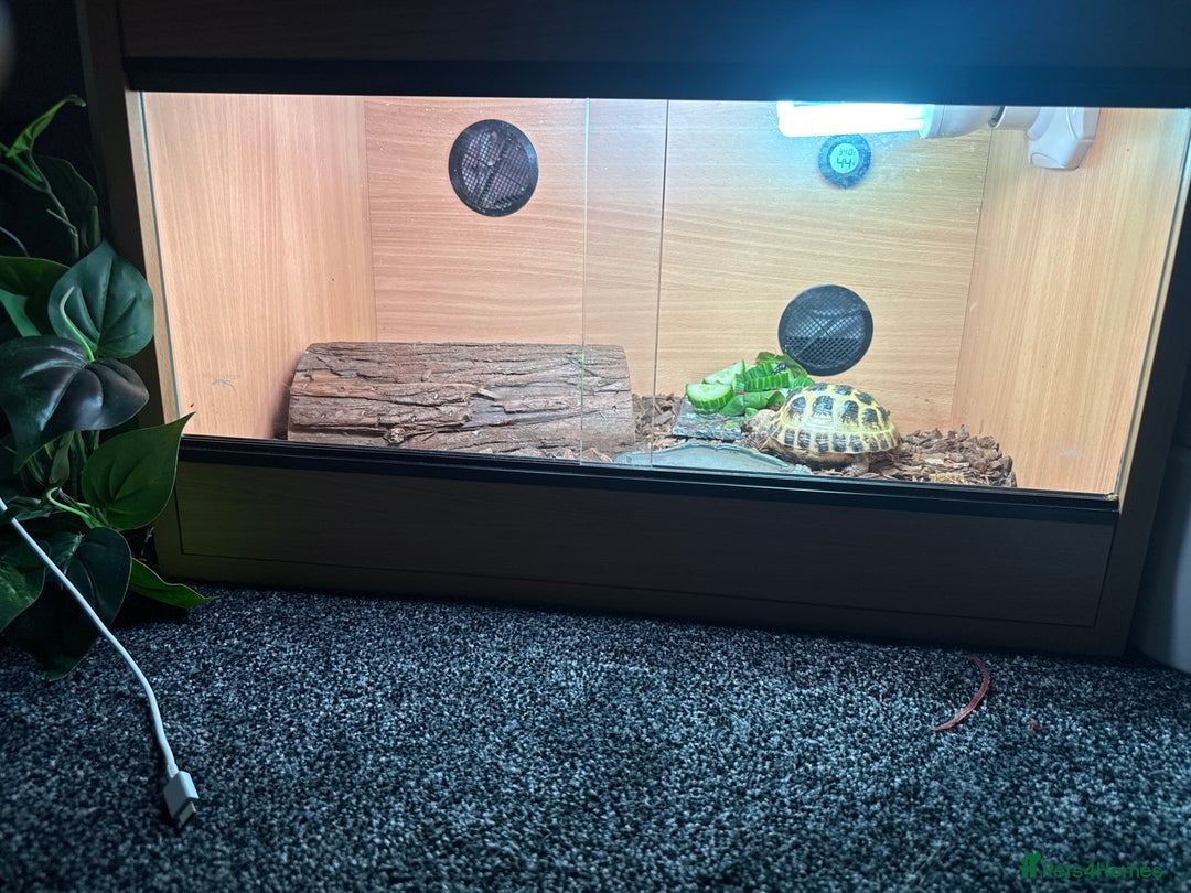 Tortoise reptiles for sale: Horsefield tortoise  - Image 2