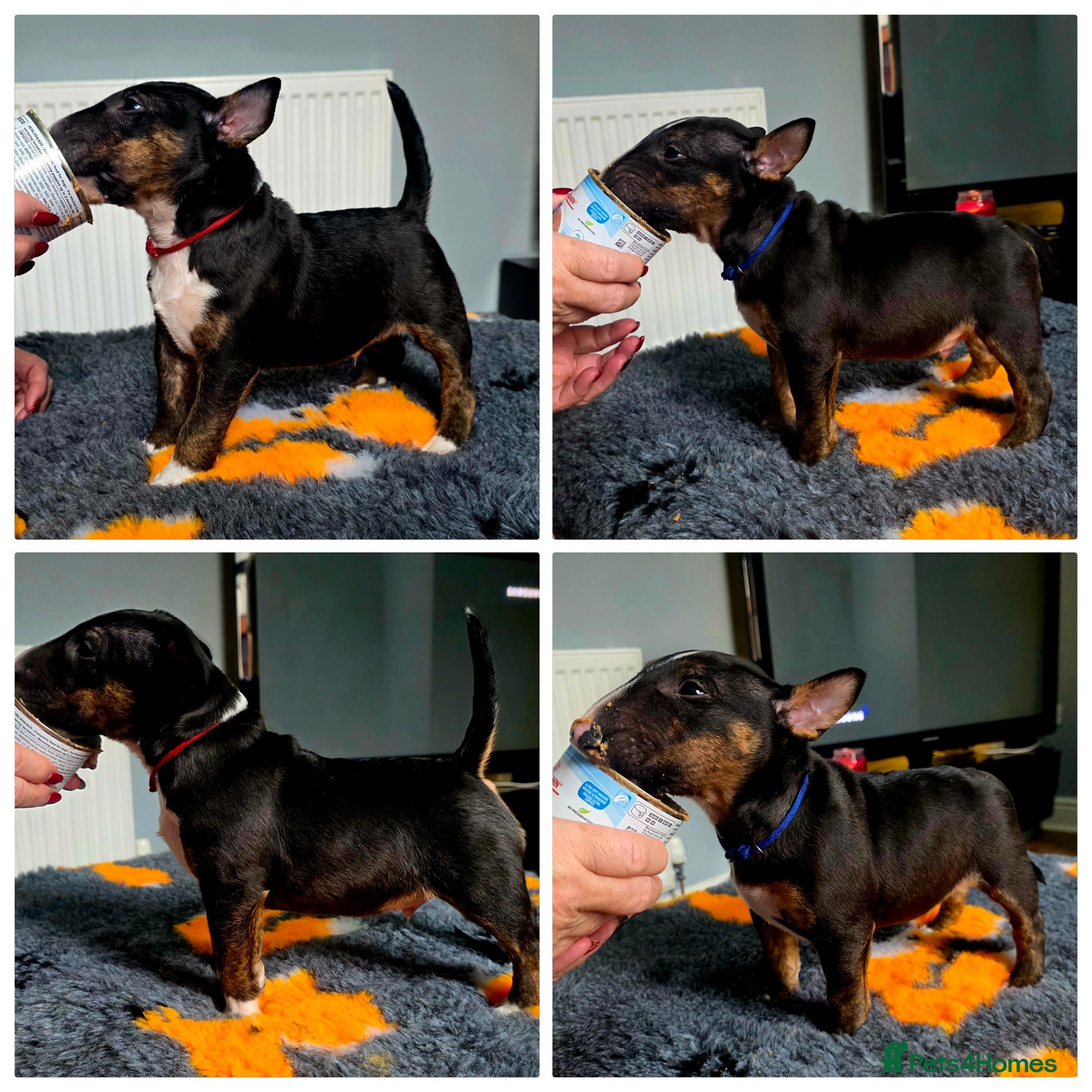 Miniature Bull terrier dogs MinatureBullTerrier Pups HealthTested TopPedigree in Preston - Advert 1