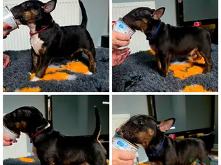 Miniature Bull terrier dogs MinatureBullTerrier Pups HealthTested TopPedigree in Preston - Advert 1
