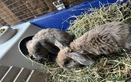 Mini Lop rabbits for sale: Mini lop babies - Image 4