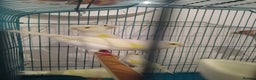 Canaries birds for sale: Yellow mosaic canaries for sale  - Advert 9