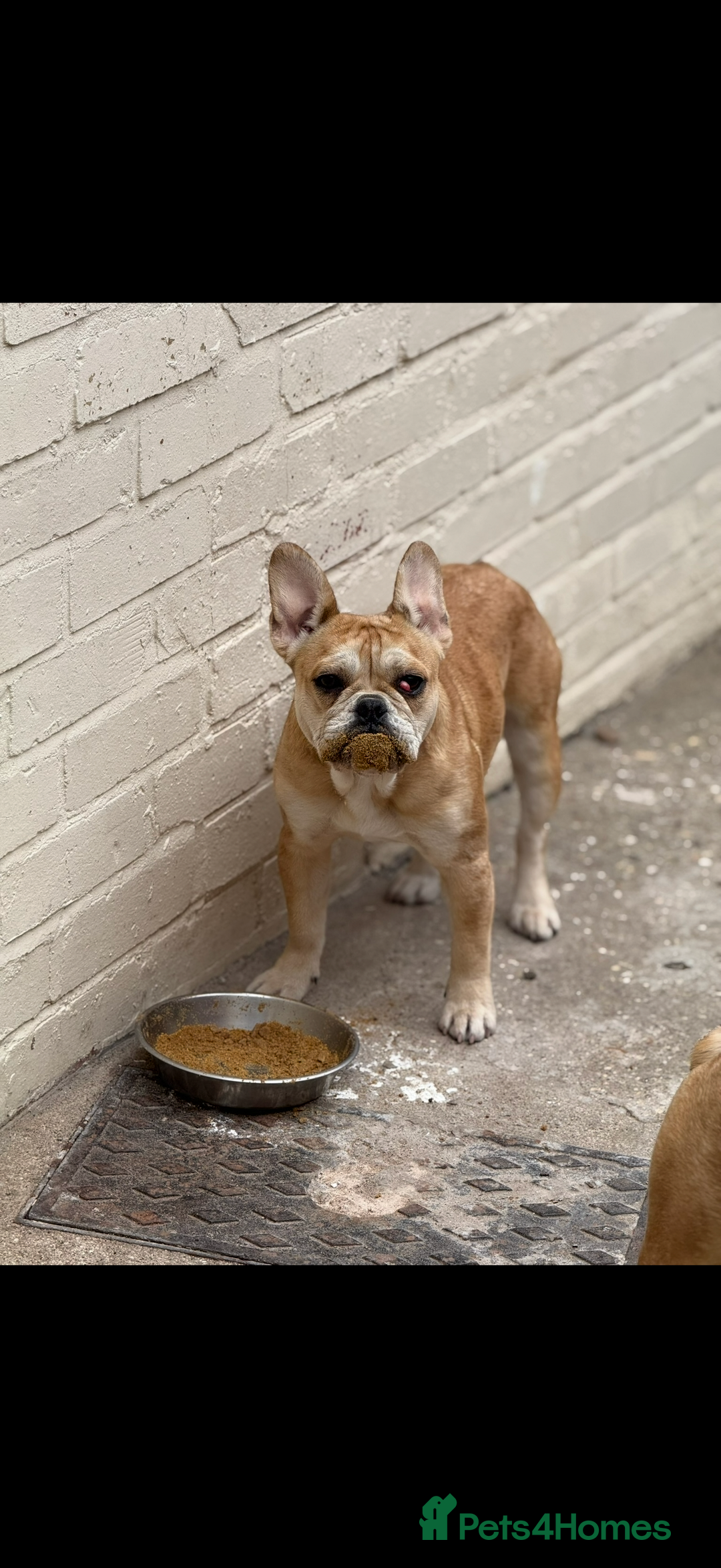 Mixed Breed dogs for sale: Derek and Dotty - Advert 2