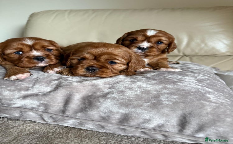 Cavalier King Charles Spaniel dogs - Advert 14