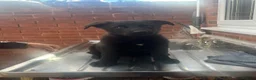 German Shepherd dogs for sale: BLACK TOP QUALITY CZECH GERMAN SHEPHERD PUPPY!! - Advert 2