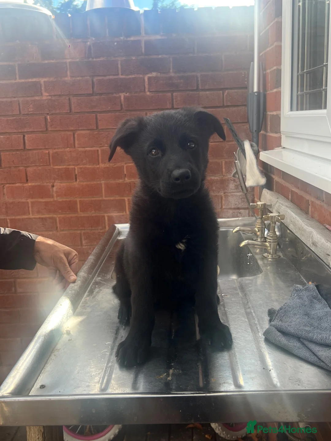 German Shepherd dogs for sale: BLACK TOP QUALITY CZECH GERMAN SHEPHERD PUPPY!! - Advert 2