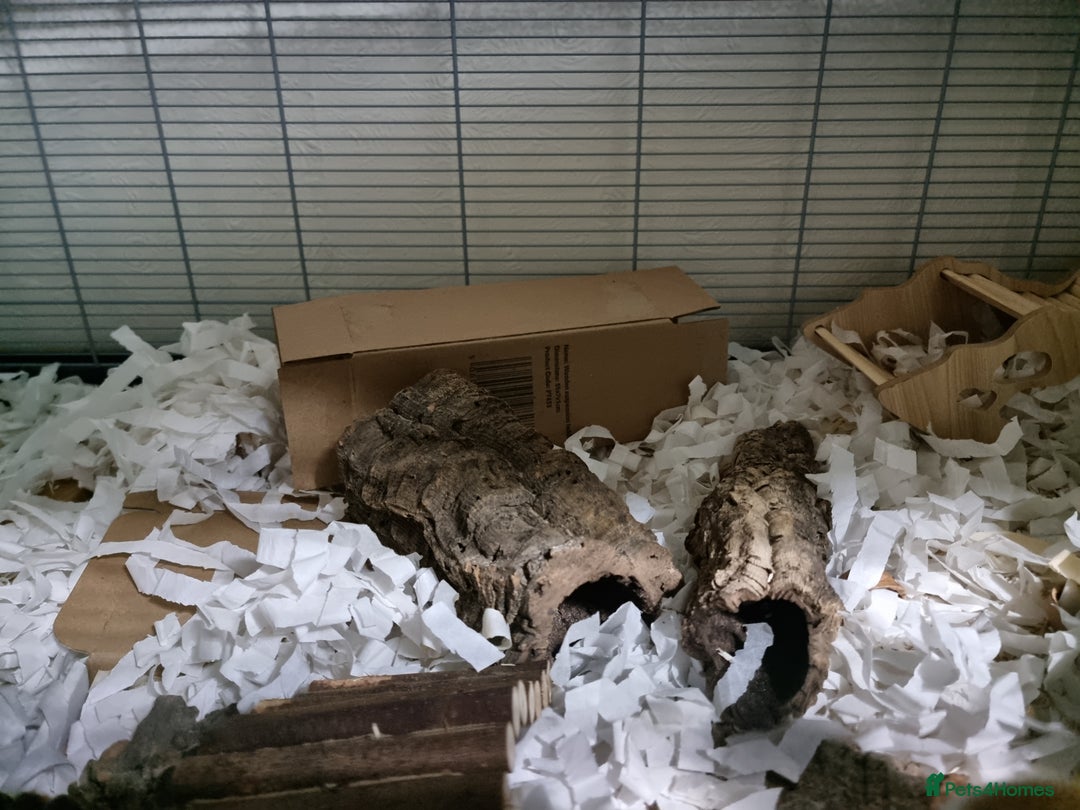 Hamster rodents for sale: Syrian Hamster and Savic Plaza 120cm Cage - Advert 5