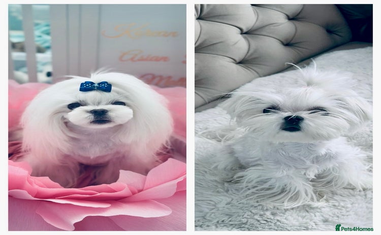 Maltese dogs - Advert 2