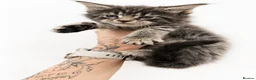 Maine Coon cats for sale: 🤩MAINE COON pedigree/genetic testing 🤩 - Advert 9
