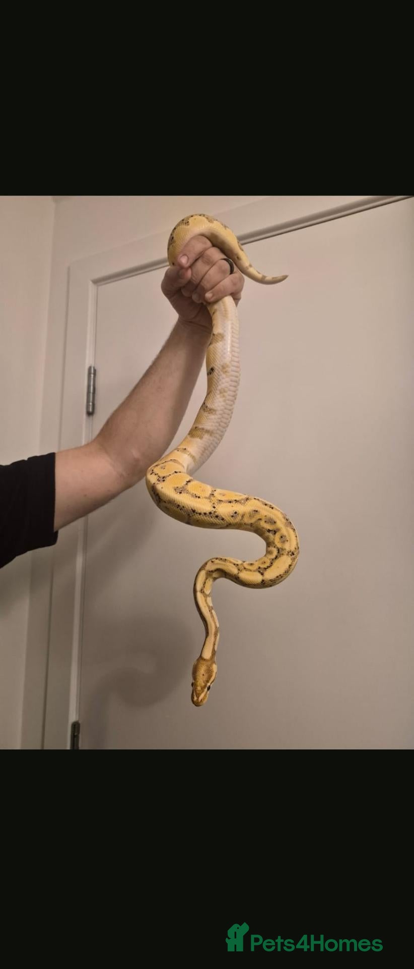 Python Snake reptiles 3 python snakes free to a good home - Advert 2