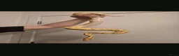 Python Snake reptiles for sale: 3 python snakes free to a good home - Advert 2