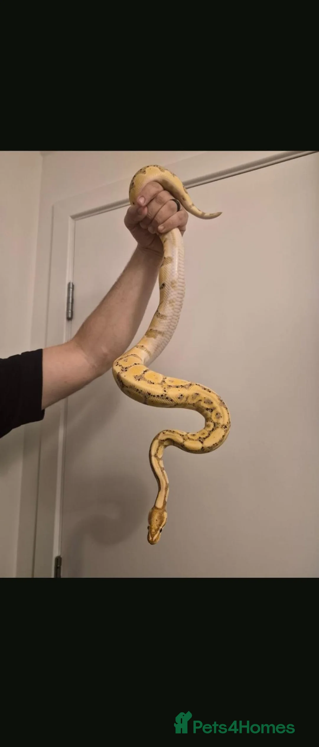 Python Snake reptiles for sale: 3 python snakes free to a good home - Advert 2