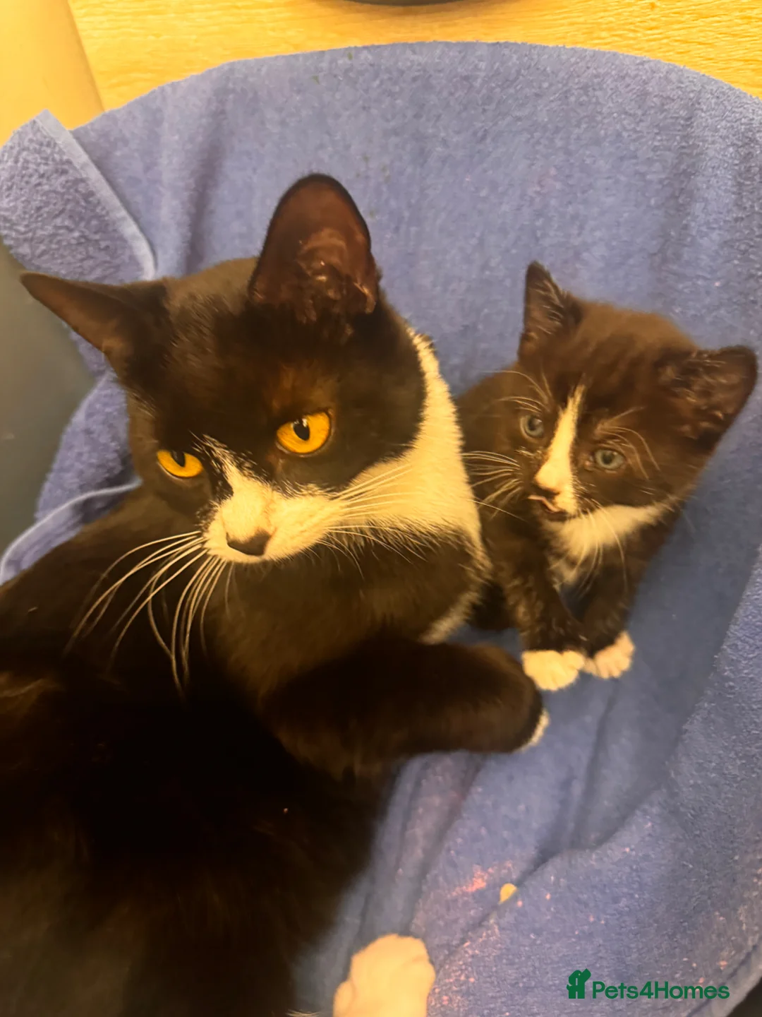 Domestic Shorthair cats for sale: Beautiful kittens(girl and boy) - Advert 1