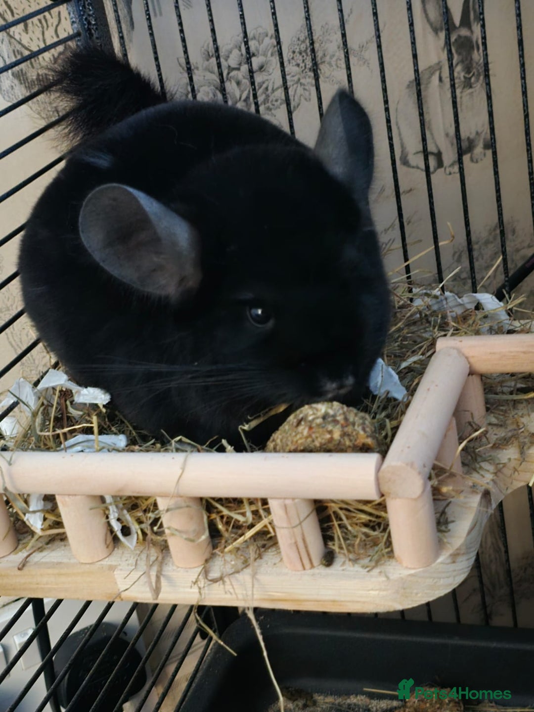 Isopods invertebrates for sale: Chinchilla  - Advert 1