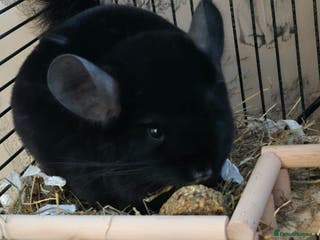 Isopods invertebrates Chinchilla - Advert 17